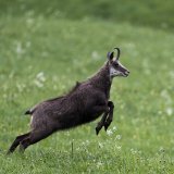 Un chamois dans la prairie